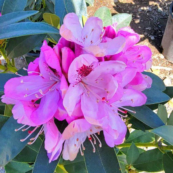 Rhododendron Starry Night - View 14 from www redcrocus com