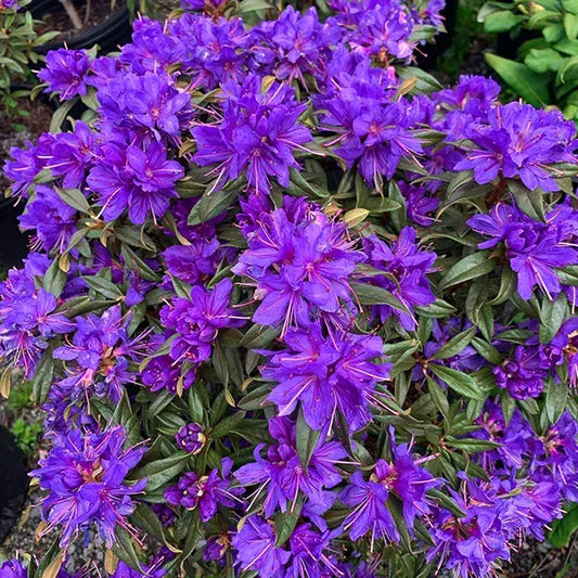 Rhododendron Starry Night - View 1 from www redcrocus com