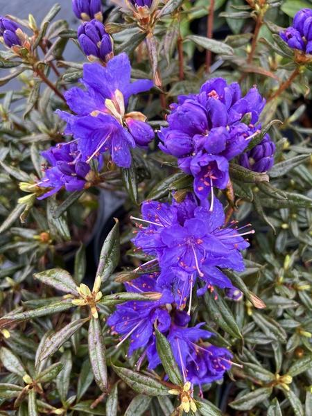 Rhododendron Starry Night - View 2 from www redcrocus com