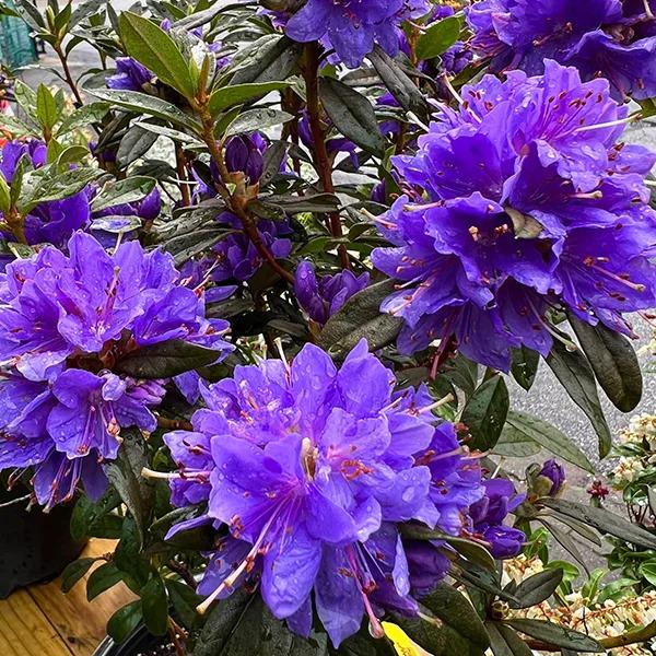 Rhododendron Starry Night - View 3 from www redcrocus com