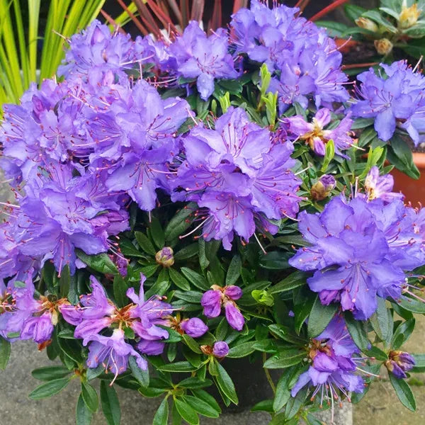 Rhododendron Starry Night - View 4 from www redcrocus com
