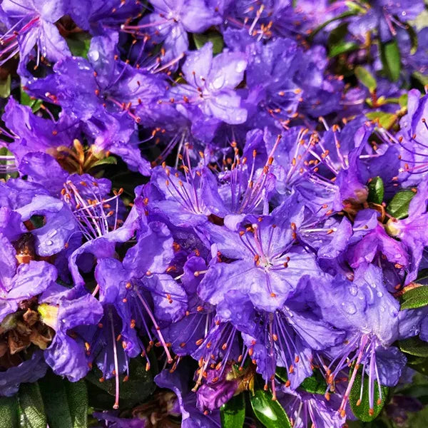 Rhododendron Starry Night - View 5 from www redcrocus com
