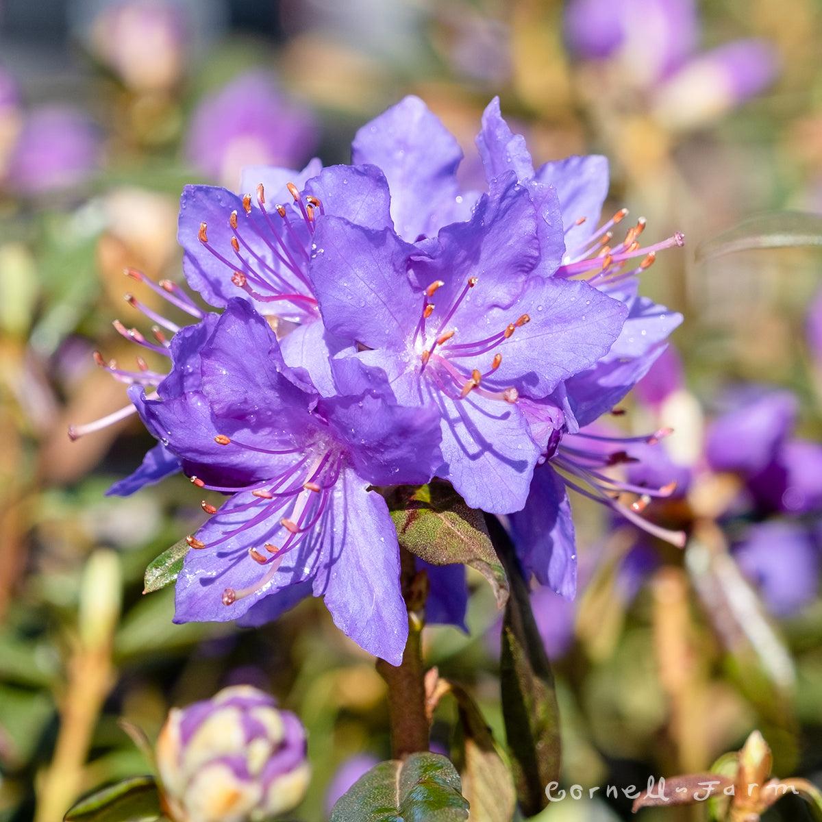 Rhododendron Starry Night - View 6 from www redcrocus com