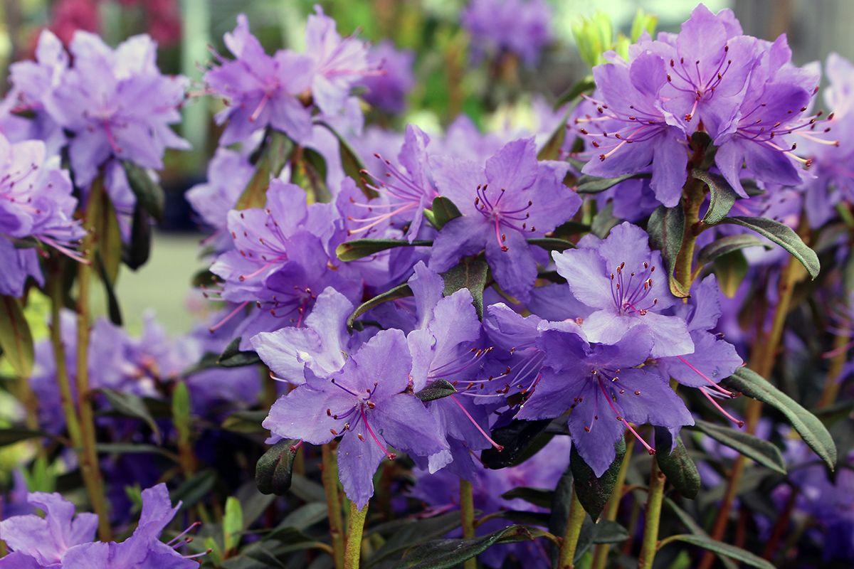Rhododendron Starry Night - View 8 from www redcrocus com