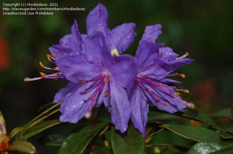 Rhododendron Starry Night - View 9 from www redcrocus com