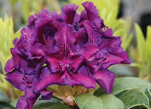 Rhododendron Edith Bosley - View 10 from www redcrocus com