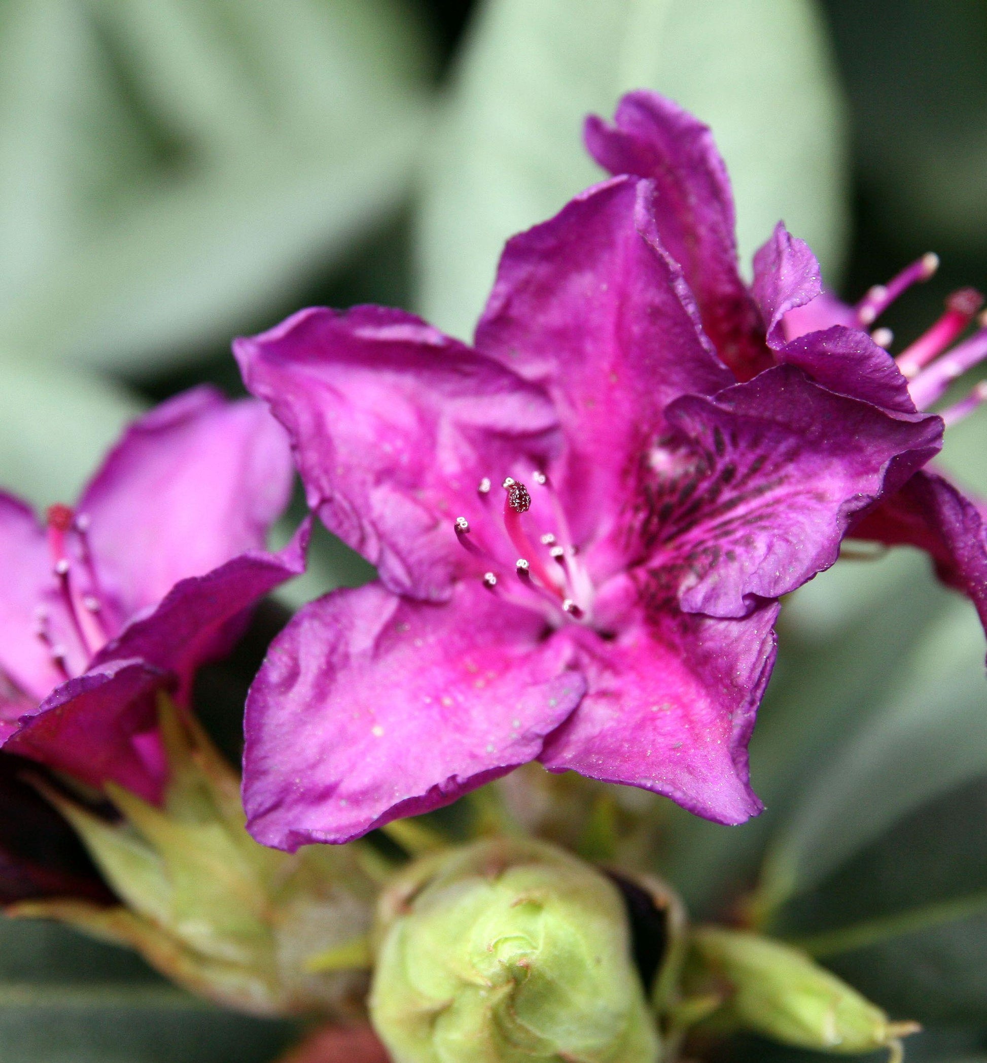 Rhododendron Edith Bosley - View 11 from www redcrocus com