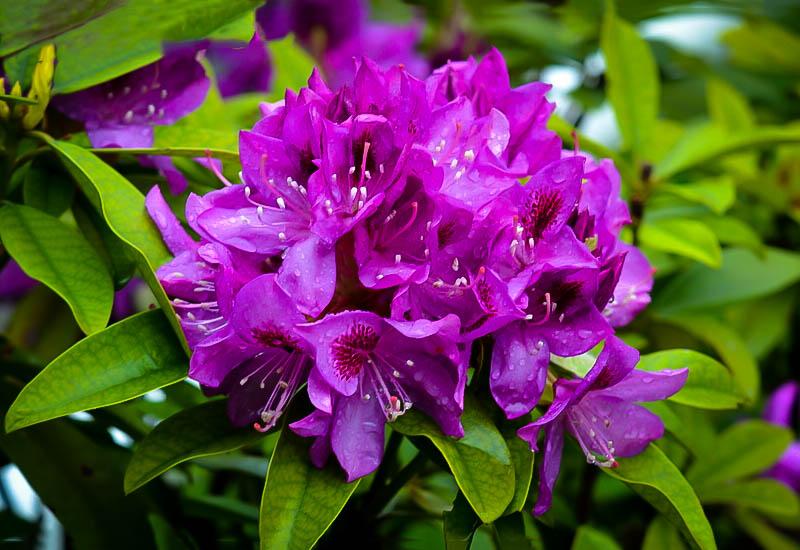 Rhododendron Edith Bosley - View 13 from www redcrocus com
