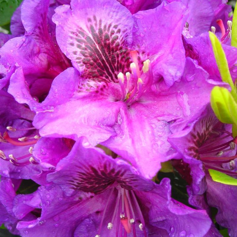 Rhododendron Edith Bosley - View 15 from www redcrocus com