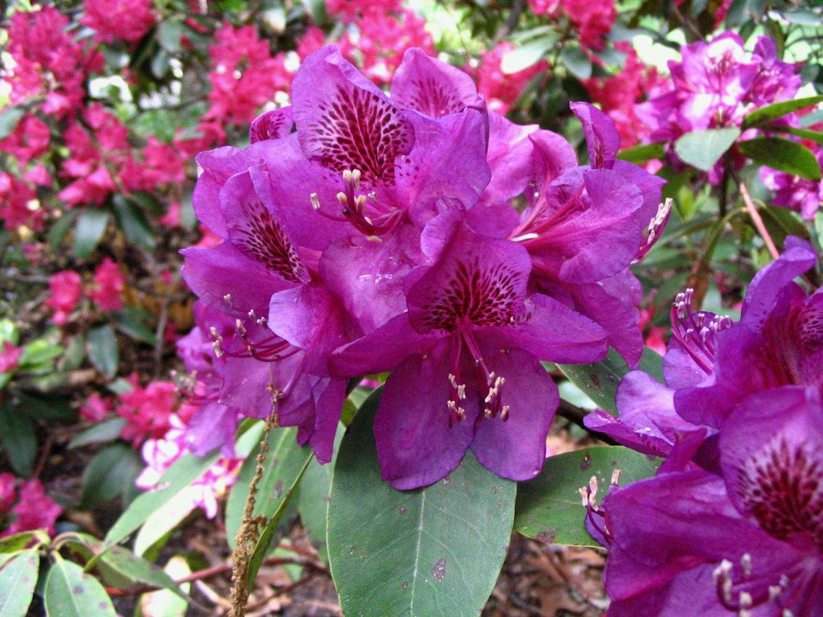 Rhododendron Edith Bosley - View 2 from www redcrocus com