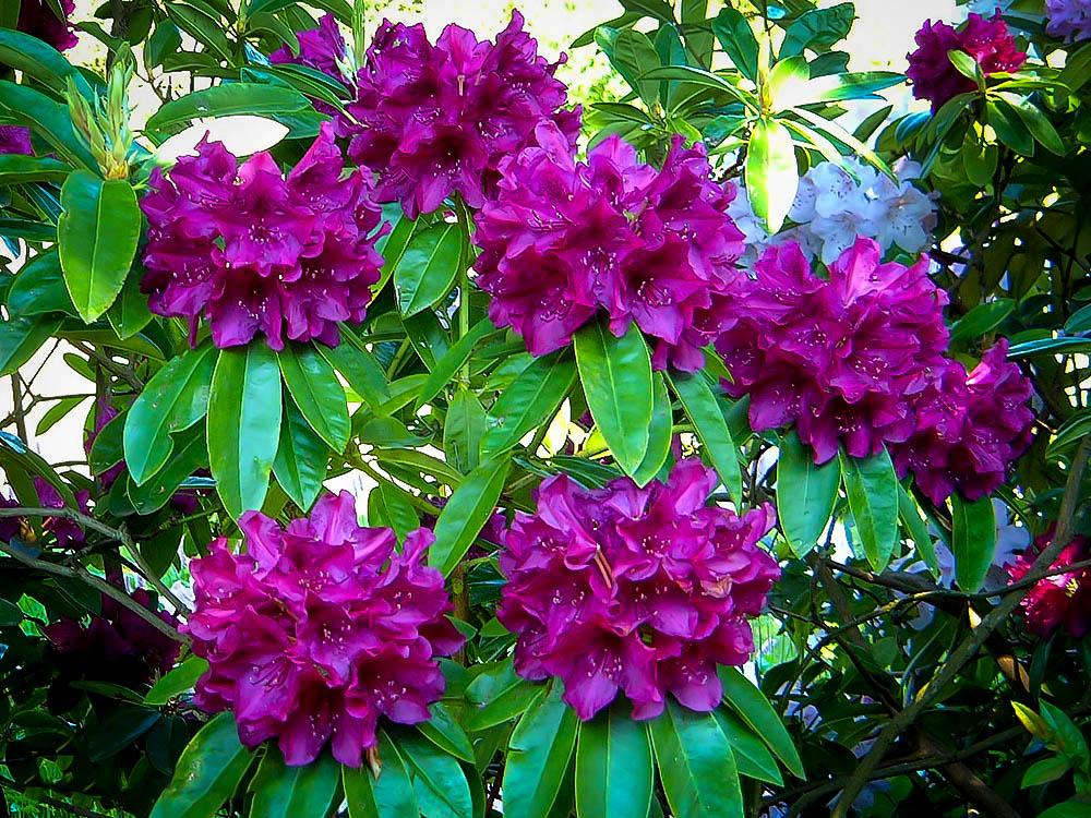 Rhododendron Edith Bosley - View 3 from www redcrocus com