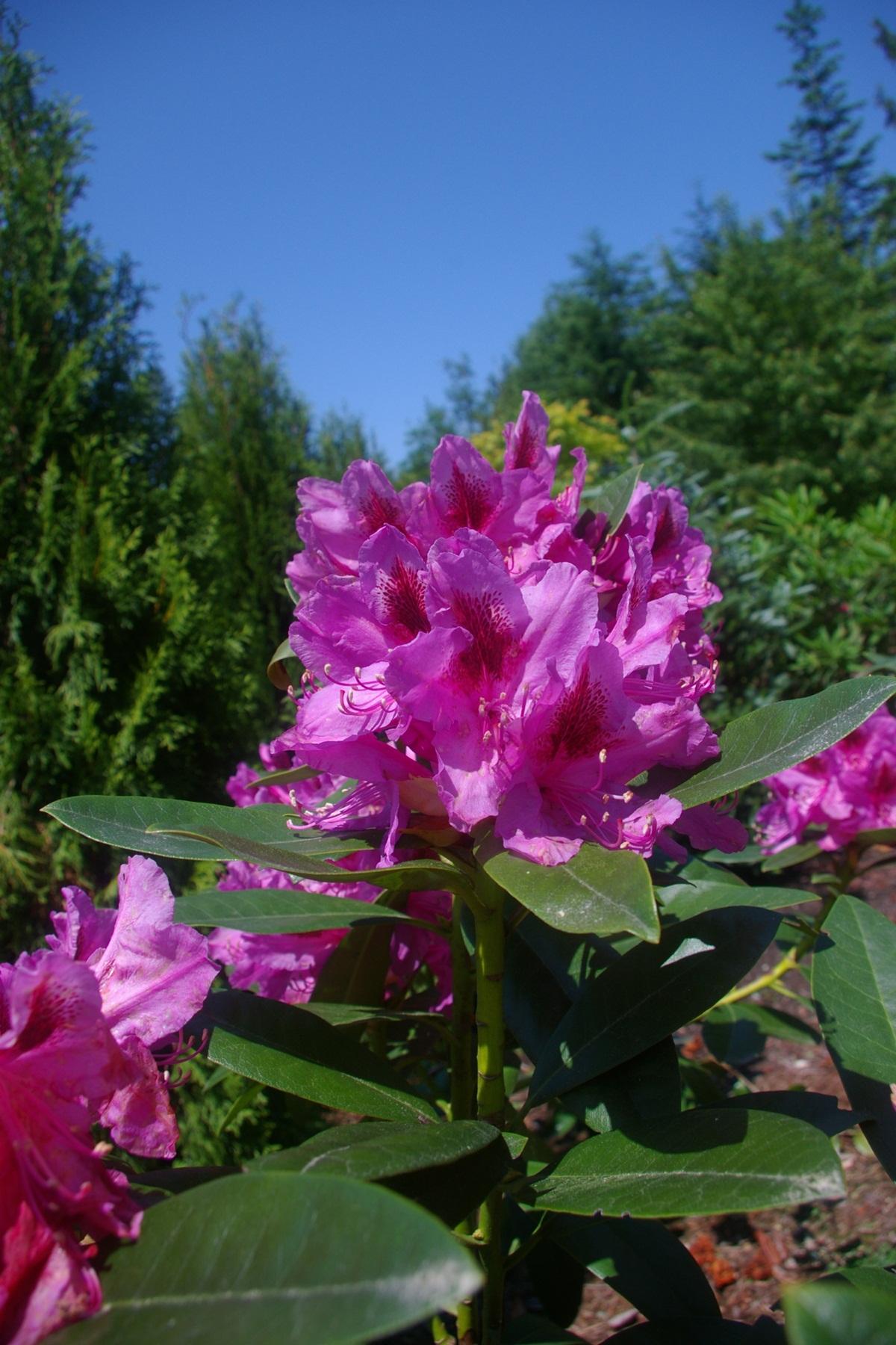 Rhododendron Edith Bosley - View 4 from www redcrocus com