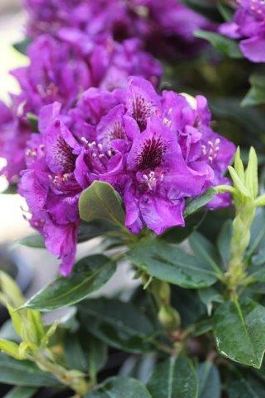 Rhododendron Edith Bosley - View 5 from www redcrocus com
