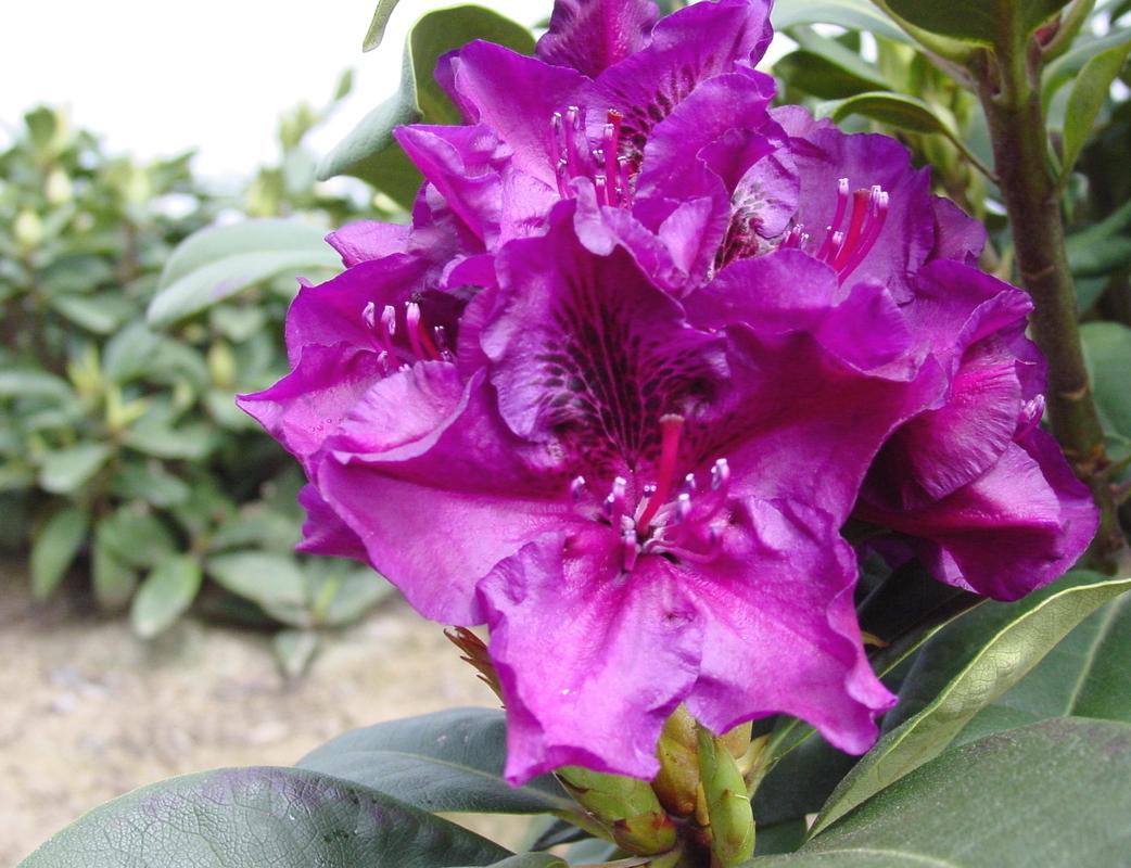 Rhododendron Edith Bosley - View 6 from www redcrocus com