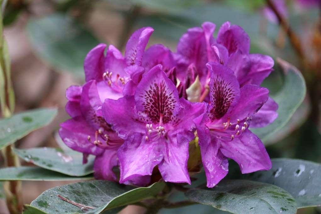 Rhododendron Edith Bosley - View 7 from www redcrocus com