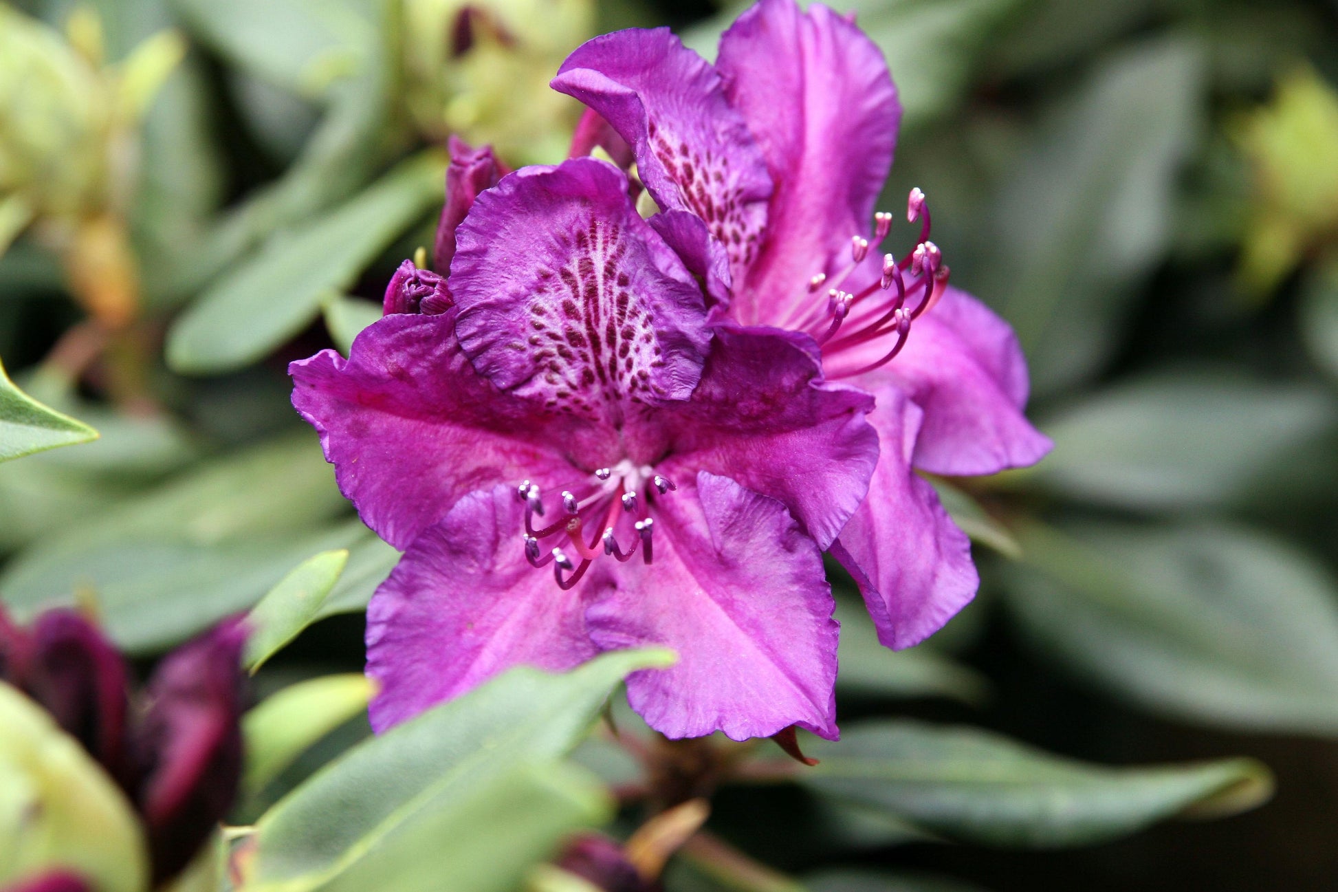 Rhododendron Edith Bosley - View 8 from www redcrocus com