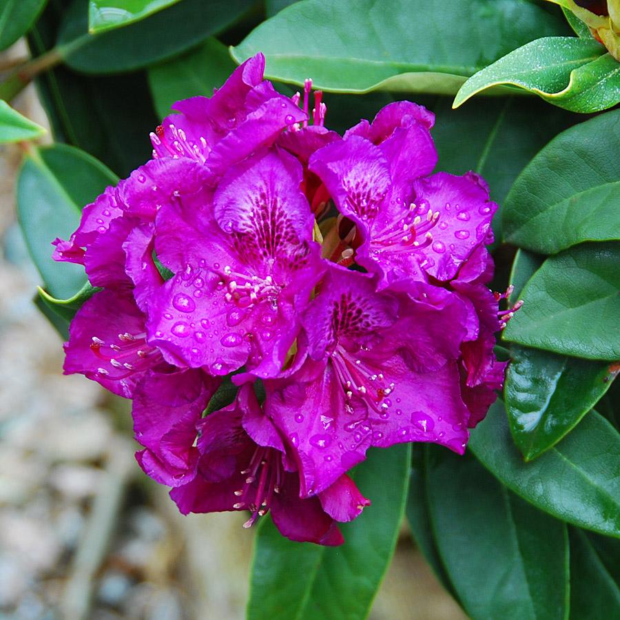 Rhododendron Edith Bosley - View 9 from www redcrocus com