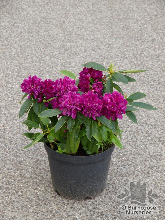 Rhododendron Polar Night - View 10 from www redcrocus com
