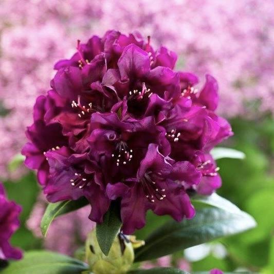 Rhododendron Polar Night - View 11 from www redcrocus com