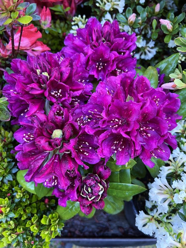 Rhododendron Polar Night - View 9 from www redcrocus com