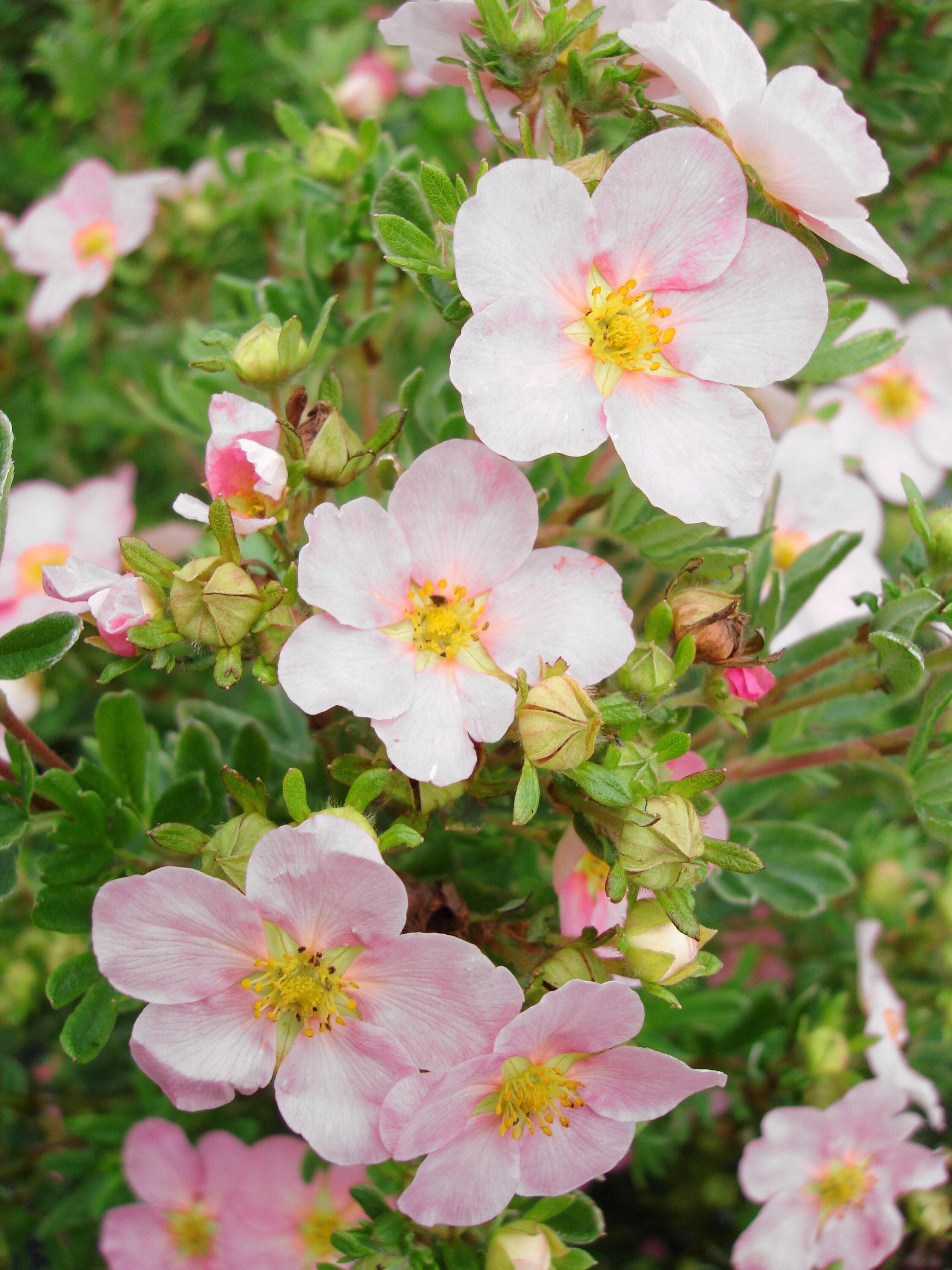 Potentilla Fruticosa Pink Princess - View 1 from www redcrocus com