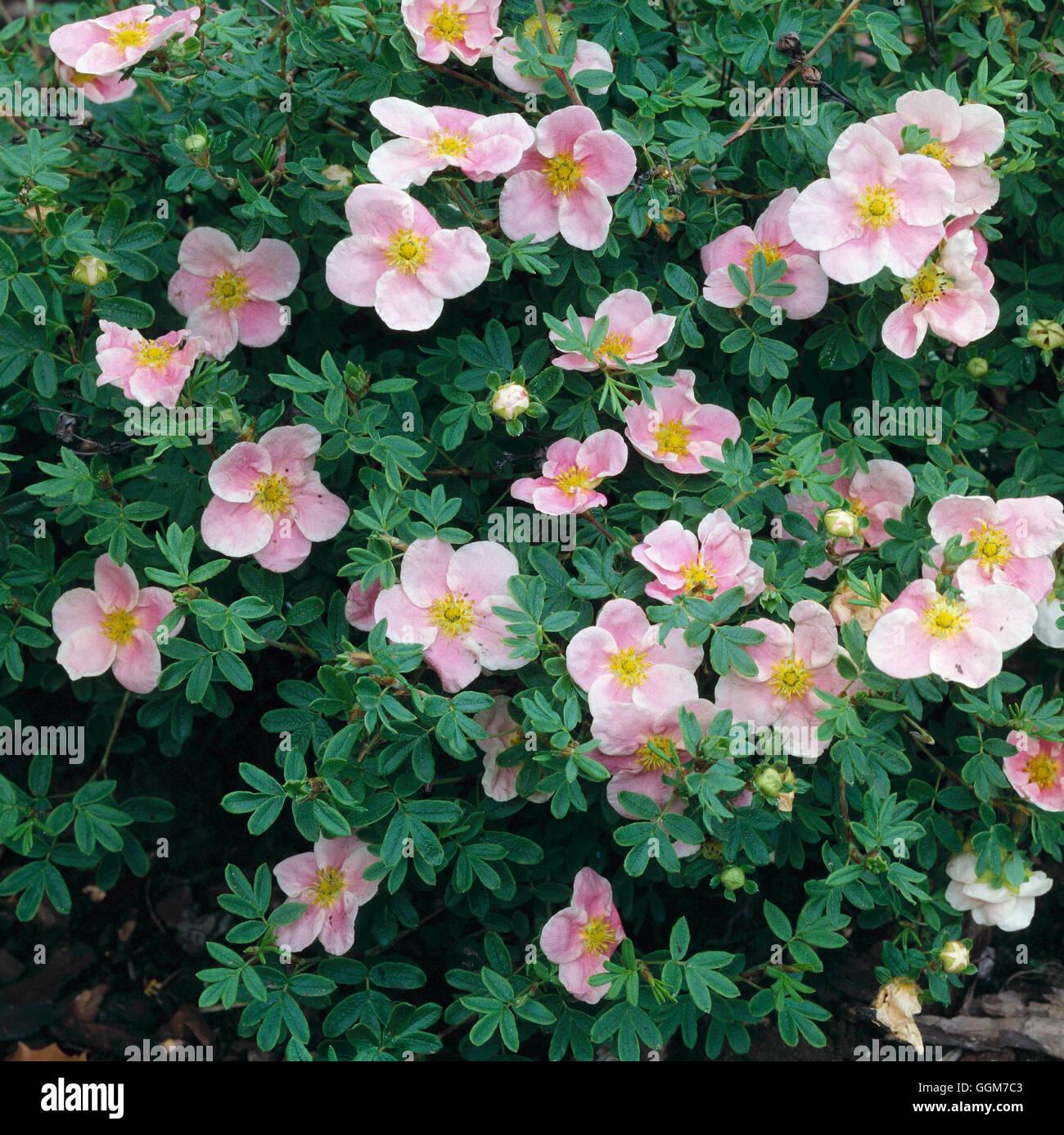 Potentilla Fruticosa Pink Princess - View 5 from www redcrocus com