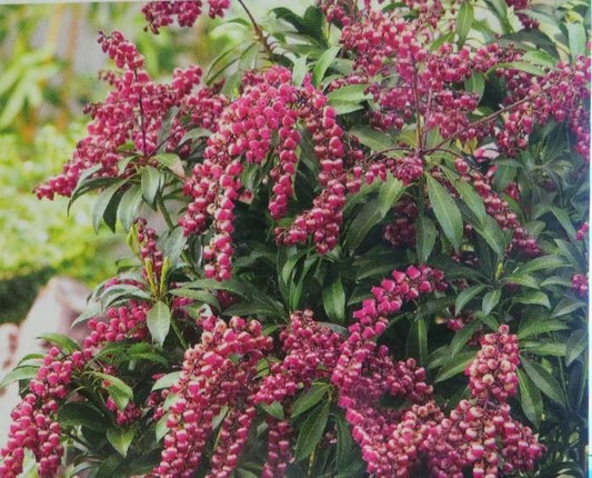 Pieris Japonica Passion - View 10 from www redcrocus com