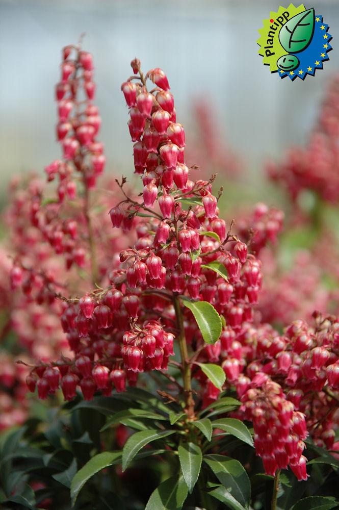 Pieris Japonica Passion - View 11 from www redcrocus com