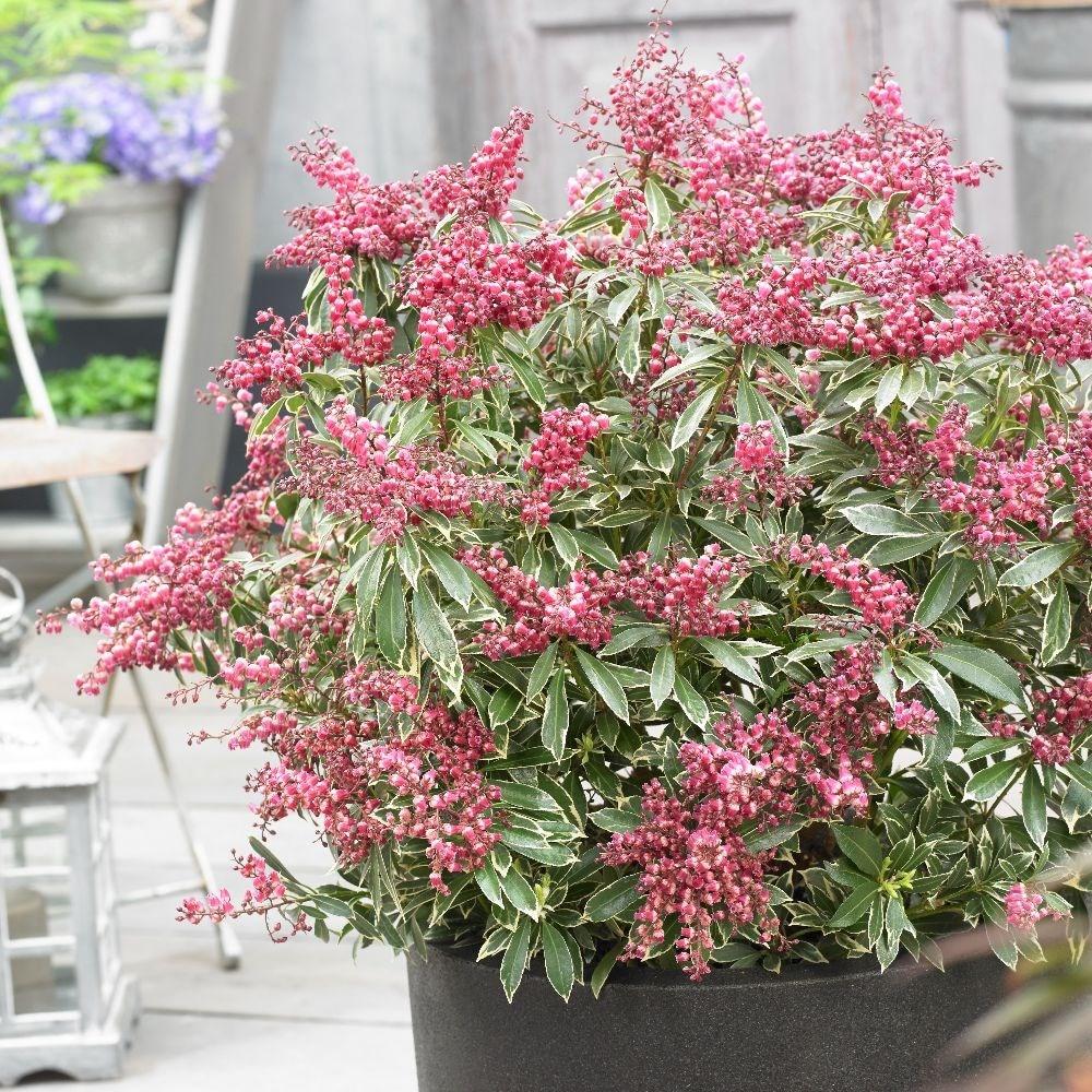 Pieris Japonica Passion - View 12 from www redcrocus com