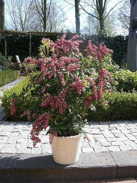 Pieris Japonica Passion - View 13 from www redcrocus com