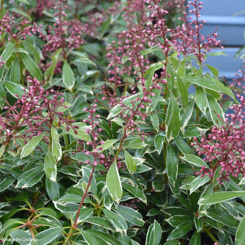 Pieris Japonica Passion - View 15 from www redcrocus com