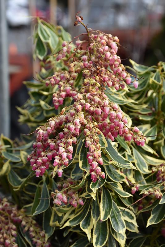 Pieris Japonica Passion - View 16 from www redcrocus com