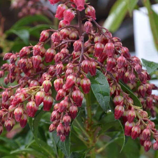 Pieris Japonica Passion - View 17 from www redcrocus com