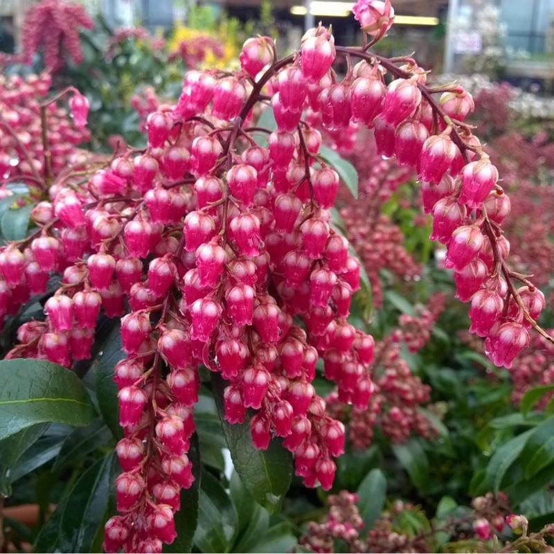 Pieris Japonica Passion - View 2 from www redcrocus com