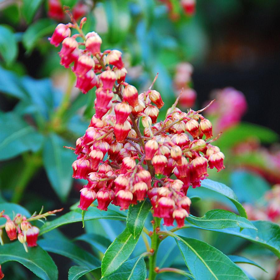 Pieris Japonica Passion - View 3 from www redcrocus com