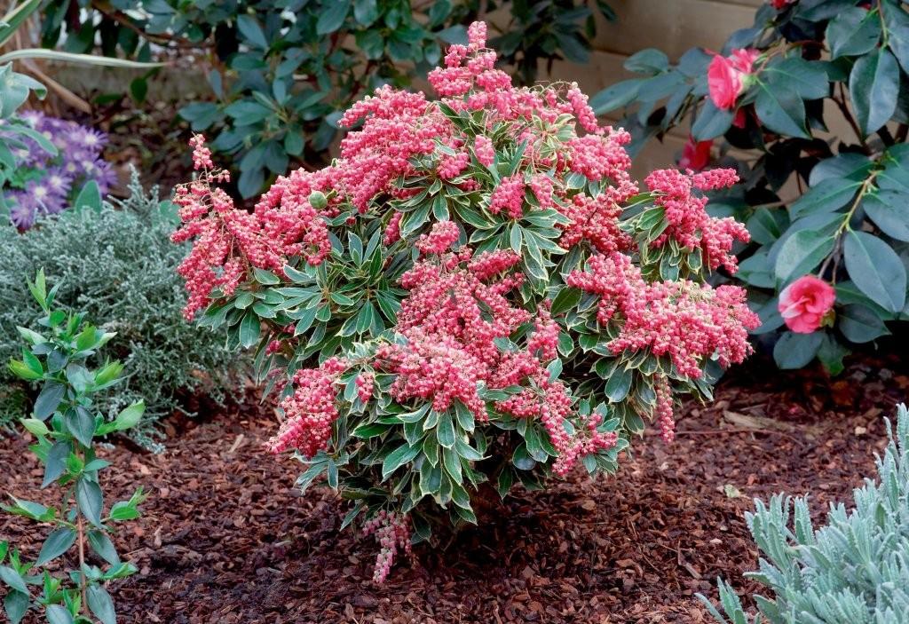 Pieris Japonica Passion - View 4 from www redcrocus com