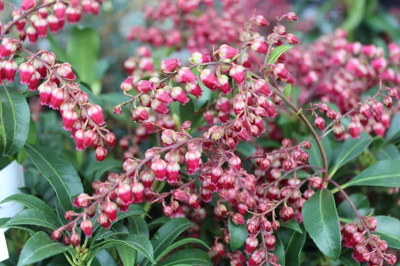 Pieris Japonica Passion - View 5 from www redcrocus com