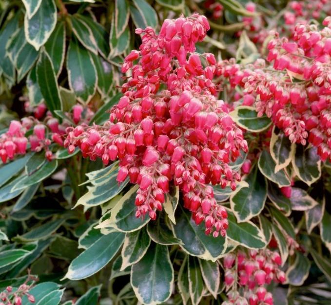 Pieris Japonica Passion - View 6 from www redcrocus com