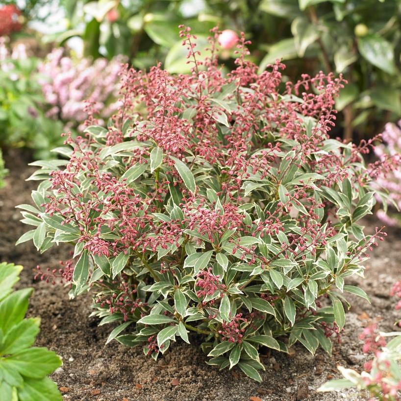 Pieris Japonica Passion - View 7 from www redcrocus com