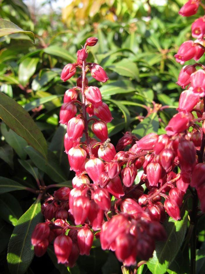 Pieris Japonica Passion - View 8 from www redcrocus com