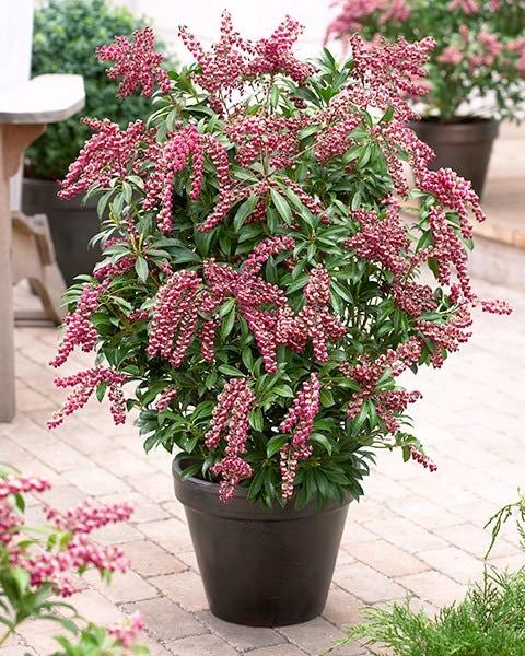Pieris Japonica Passion - View 9 from www redcrocus com