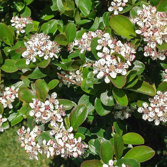 Aronia Melanocarpa Low Scape Mound - View 1 from www redcrocus com