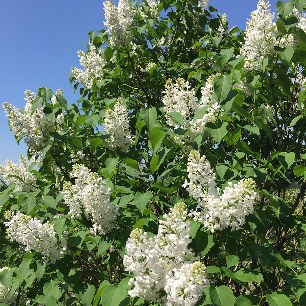 Syringa Vulgaris Alba - View 10 from www redcrocus com