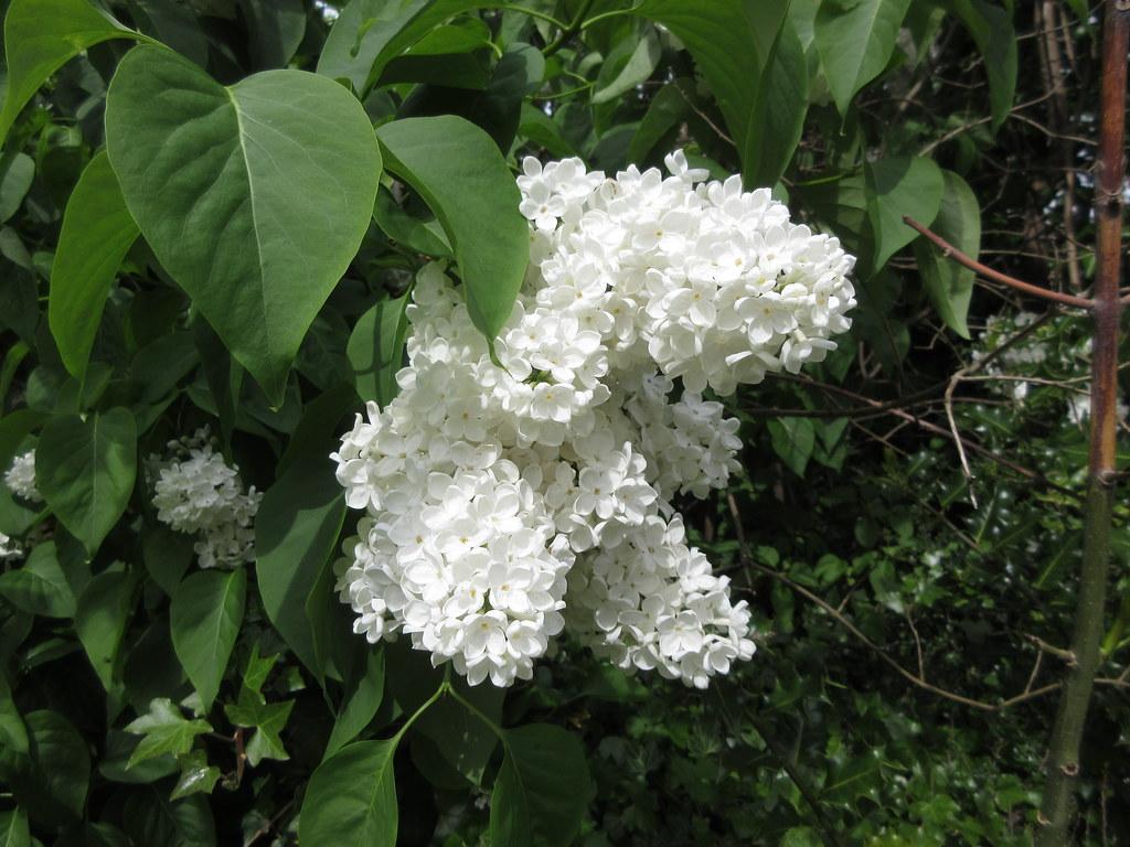 Syringa Vulgaris Alba - View 14 from www redcrocus com