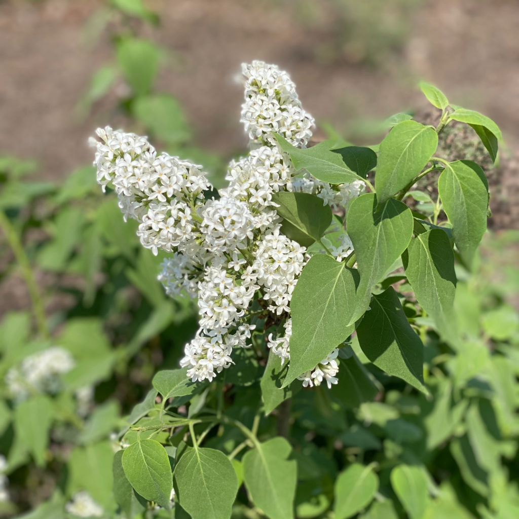 Syringa Vulgaris Alba - View 16 from www redcrocus com