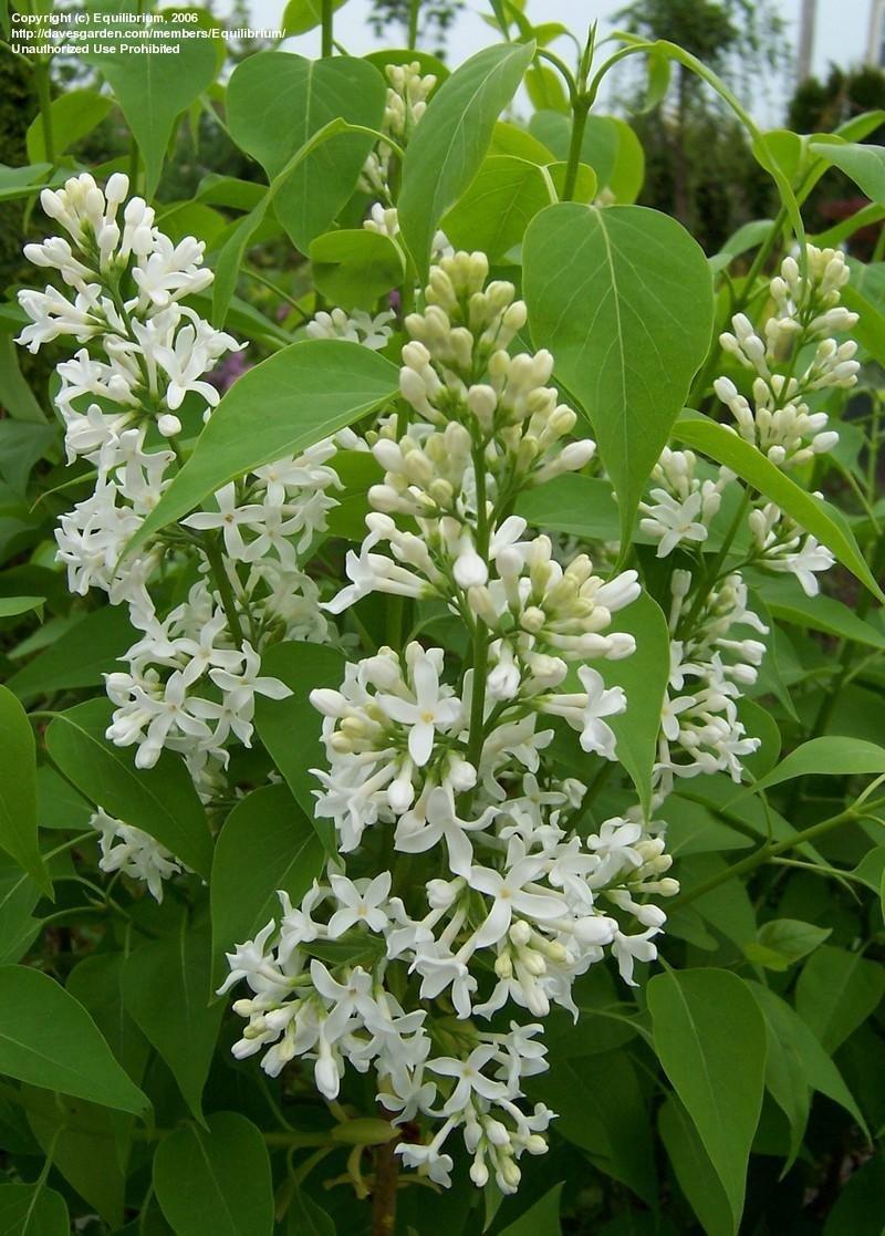 Syringa Vulgaris Alba - View 19 from www redcrocus com