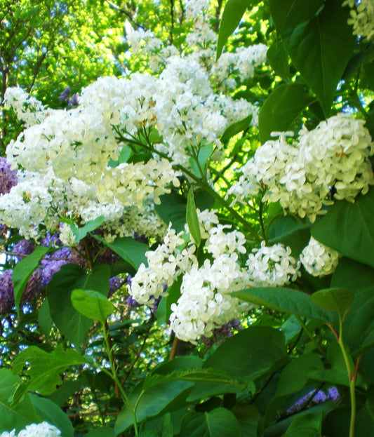Syringa Vulgaris Alba - View 1 from www redcrocus com