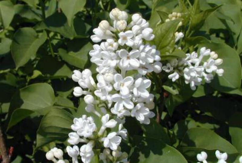 Syringa Vulgaris Alba - View 8 from www redcrocus com
