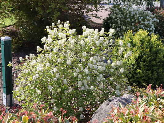 Fothergilla Gardenii Blue Shadow - View 1 from www redcrocus com