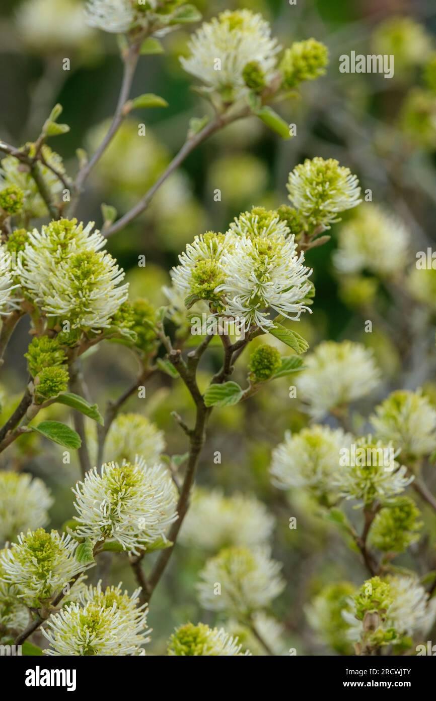 Fothergilla Gardenii Blue Shadow - View 3 from www redcrocus com